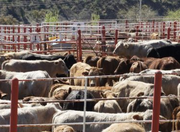 LA SECRETARÍA de Agricultura y Desarrollo Rural (SADER) y el sector ganadero nacional, se unen para pedir a EE. UU verifique el estatus zoosanitario de las regiones productoras de bovinos en México, antes de reclasificarlas.