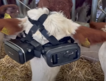 EL GANADERO turco Izzet Kocak dice que obtuvo más leche y de muy buena calidad al colocarle a dos de sus vacas lentes de realidad virtual para que presenciaran paisajes con pastos verdes y además las puso a escuchar música relajante. (foto tomada de internet).