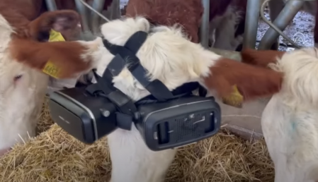 EL GANADERO turco Izzet Kocak dice que obtuvo más leche y de muy buena calidad al colocarle a dos de sus vacas lentes de realidad virtual para que presenciaran paisajes con pastos verdes y además las puso a escuchar música relajante. (foto tomada de internet).