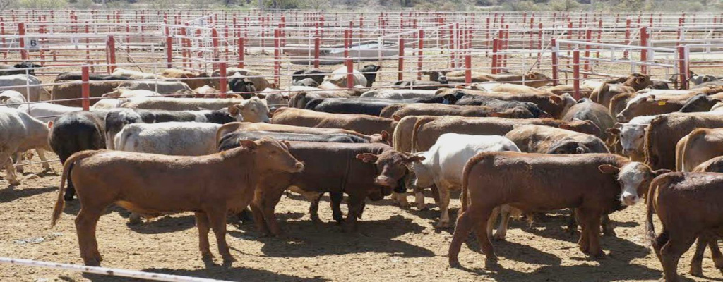 LA BAJA prevalencia de tuberculosis bovina representa para las regiones ganaderas la oportunidad de exportar becerros en pie a Estados Unidos, que significa una derrama económica superior a 480 millones de dólares anuales.