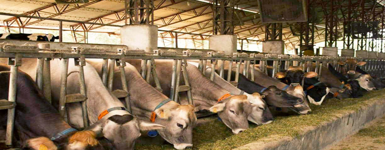 ANTE LAS exigencias globales en favor del bienestar animal, la Secretaría de Agricultura y Desarrollo Rural (SADER Jalisco) establecerá el Consejo Consultivo Estatal de Bienestar Animal (CCEBA).