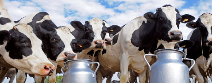 UNOS DIEZ mil ganaderos lecheros del país abandonaron la actividad en el último año debido a que ya no es rentable por los altos precios de los insumos, como el país, y el bajo precio al que Liconsa y empresarios les compran el lácteo.