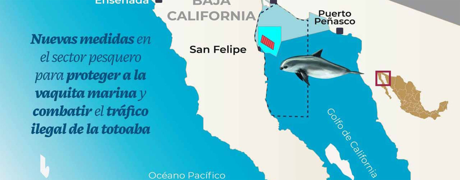 EL GOBIERNO de México busca proteger a la vaquita marina en base a un proyecto integral de vigilancia marítima y acciones de pesca.