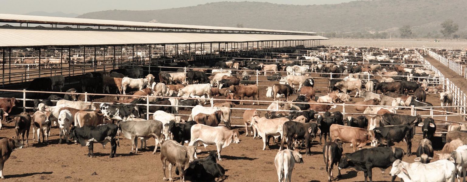 EN LO que va del ciclo 2020-2021, con corte a la semana 35, Chihuahua encabeza la lista de los estados exportadores, le siguen Sonora, Durango, Coahuila, Tamaulipas y Nuevo León.