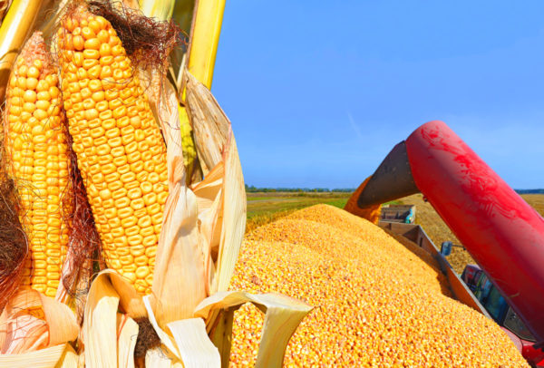 MÉXICO IMPORTÓ de EE.UU. 1.6 millones de toneladas de maíz tras la firma de modificaciones al T-MEC.