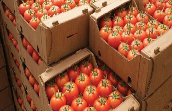 CON EL pretexto de que los tomates mexicanos están contaminados con el virus rugoso, los inspectores estadounidenses regresaron 16 cargamentos de la hortaliza al país.