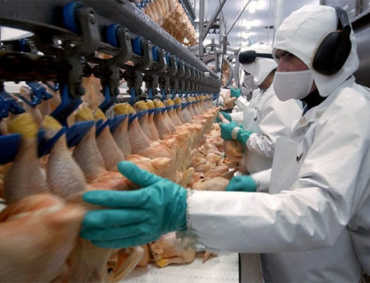 LOS AVICULTORES estadounidenses aseguran que más envíos de fragmentos de pollo a China se traducen en más empleos y mejores precios de este tipo de proteína.