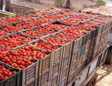 LOS INSPECTORES sanitarios de Estados Unidos no revisan los camiones cargados con tomate de México debido al coronavirus, informaron los productores nacionales.
