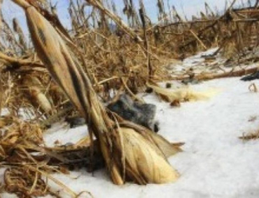 LAS NEVADAS y heladas dañaron 65 mil hectáreas de cultivos de calabaza, chile, papas, tomatillo, ajo y espárragos de Sonora, así como de maíz, frijol y tomate en Sinaloa.