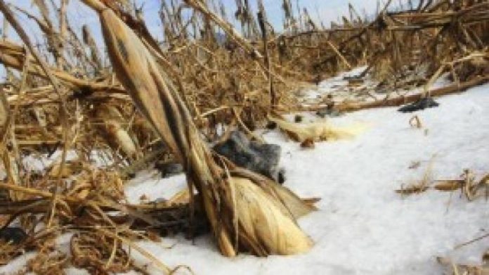 LAS NEVADAS y heladas dañaron 65 mil hectáreas de cultivos de calabaza, chile, papas, tomatillo, ajo y espárragos de Sonora, así como de maíz, frijol y tomate en Sinaloa.