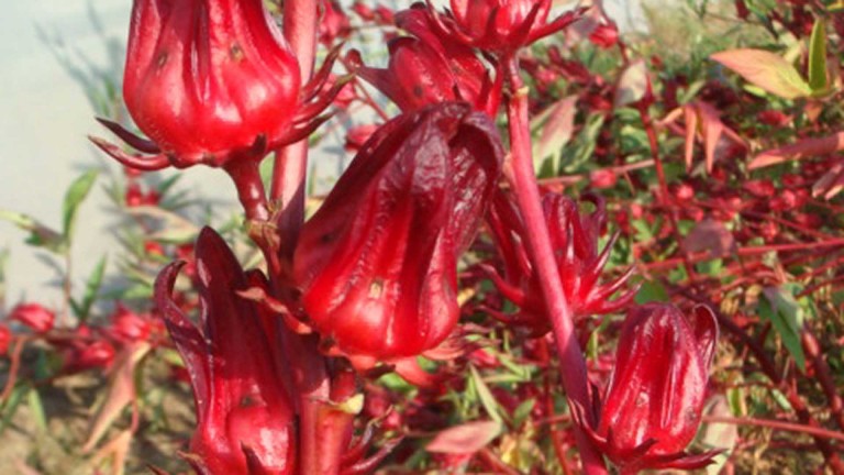 Flor de Jamaica frena la migración en la Mixteca poblana