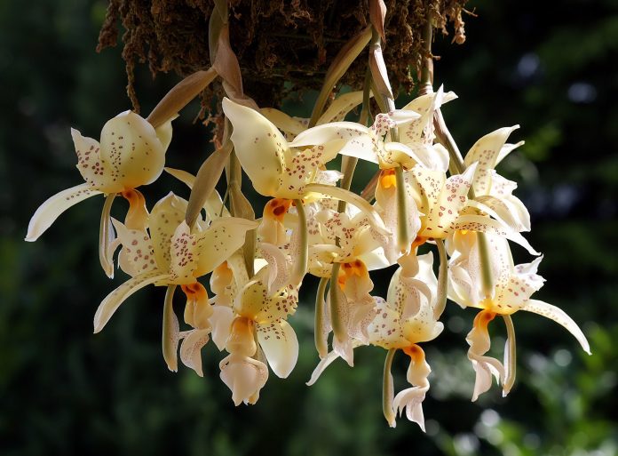 EL INVESTIGADOR Carlos Rommel Beutelspacher exige a las autoridades tomar acciones para evitar la extinción de las orquídeas.