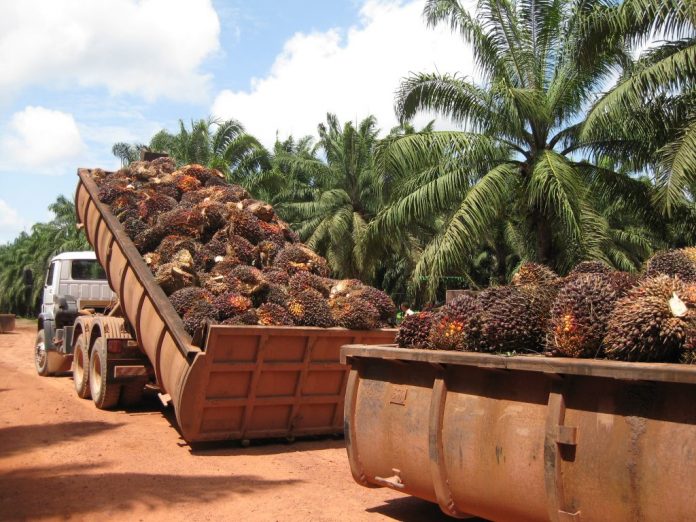 UN RECONOCIDO investigador cataloga como un error que se le dé continuidad a la plantación de la palma de aceite en Chiapas.
