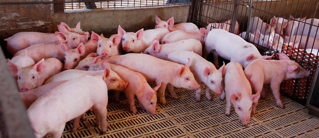 PORCICULTORES de Zacatecas están a la espera de apoyos para un repoblamiento.