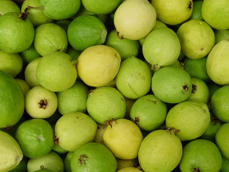 Disminuye la producción de guayaba hasta 50 %