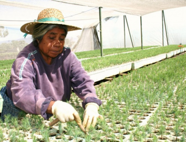 Apoyarán proyectos forestales encabezados por mujeres