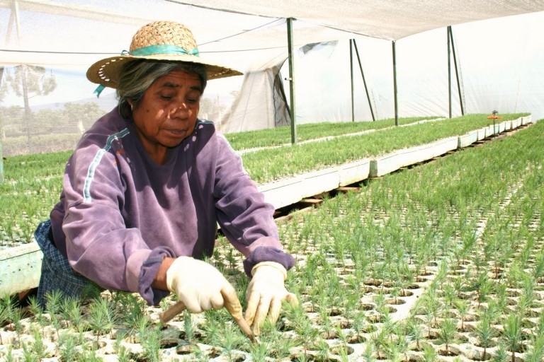 Apoyarán proyectos forestales encabezados por mujeres