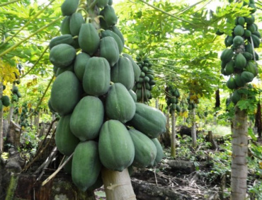 LOS FRUTICULTORES del municipio de Tecpan, Guerrero, tienen éxito en la producción de una nueva variedad de papaya.