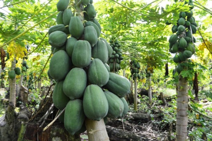 LOS FRUTICULTORES del municipio de Tecpan, Guerrero, tienen éxito en la producción de una nueva variedad de papaya.