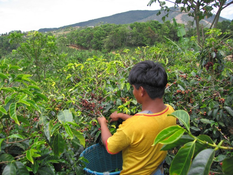 En Guerrero buscan que recortes no afecten a cafetaleros