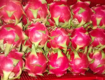 UN GRUPO de fruticultores de Chiapas aseguran haber encontrado una buena alternativa de cultivo: la pitahaya