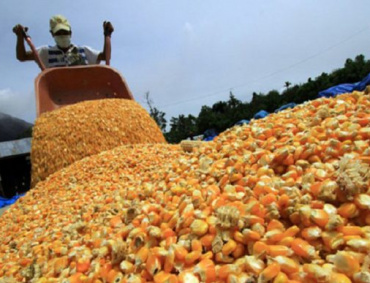 LA ENTRADA en vigor de los precios de garantía del maíz ya repercute en el costo del kilo de tortilla en el Estado de Guerrero.