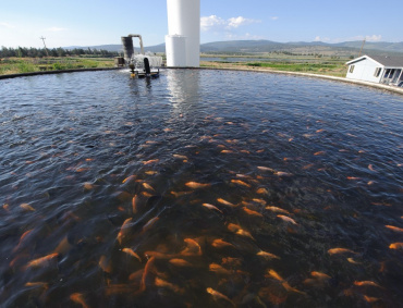 JALISCO tiene 280 granjas acuícolas que generan más de dos mil empleos directos.