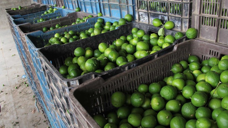Ocultan producción de limón en Yucatán