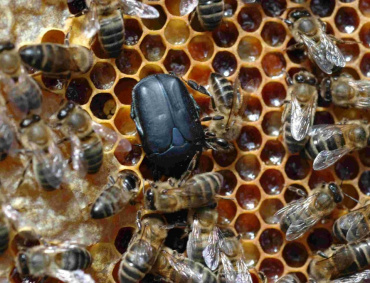 SIN CONTROL está la plaga que afecta a colmenas productoras de miel de Michoacán.
