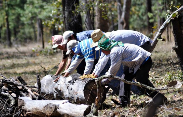 N MÉXICO no se le da la importancia que debe tener el sector forestal, rubro que si fuera mejor atendido y aprovechado, puede ser un motor de la economía nacional, como sucede en otros países.