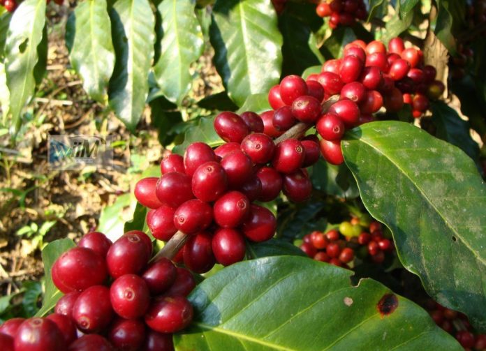 LOS CULTIVOS orgánicos en México cobran auge y el país ya es el cuarto productor mundial de ellos.