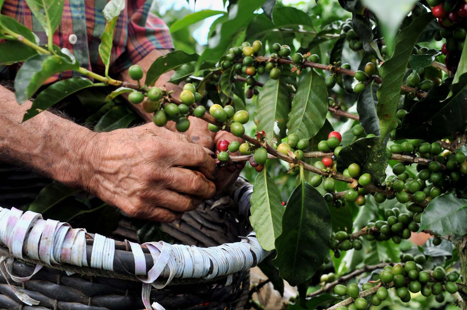 CHIAPAS es el principal productor de café en México