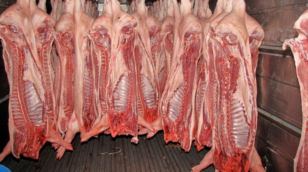 EN MÉXICO anualmente se exportan alrededor de 100 mil toneladas de carne de cerdo.
