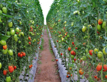 EL CULTIVO del tomate en invernadero será apoyado por el gobierno estatal de Querétaro.