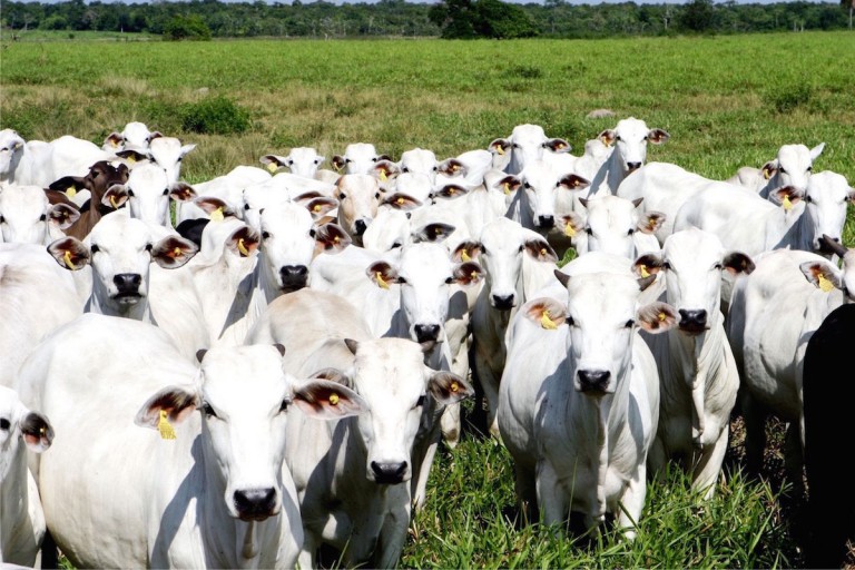 Baja la prevalencia de tuberculosis bovina en Campeche