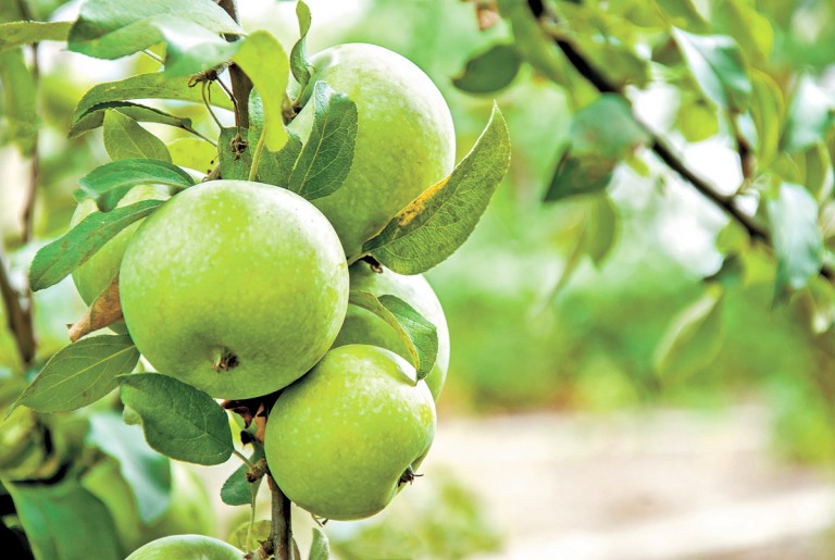 Falta de frío mermaría producción frutal de Coahuila