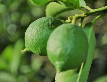 LOS 15 mil productores de limón que existen en el país podrían sustituir la variedad actual «Colimex», por la nueva variedad «Lise».