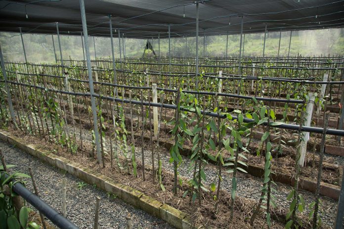 EN EL siglo XIX la producción de vainilla vivió su época dorada en el estado de Veracruz.