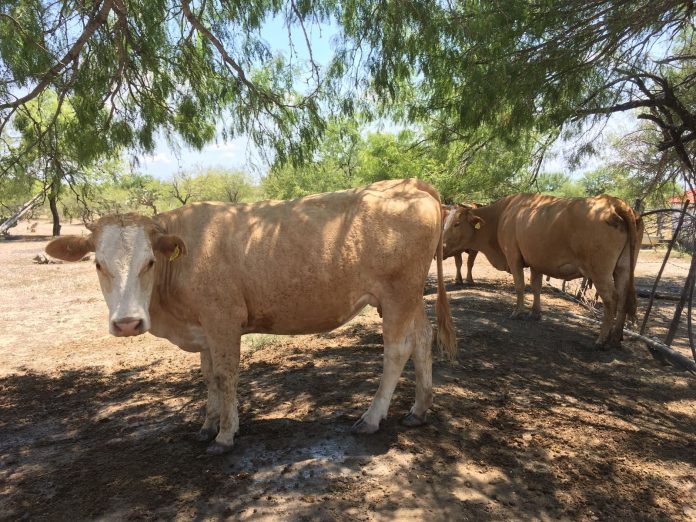 EL GANADO ya se está viendo afectado por la falta de agua.