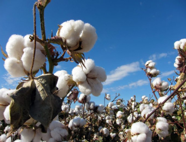 EN LA región de La Laguna de Durango, el sector algodonero se encuentra detenido por la falta de mercado.