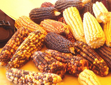 CON AMPLIA gama de variedades de maíz cuenta nuestro país.
