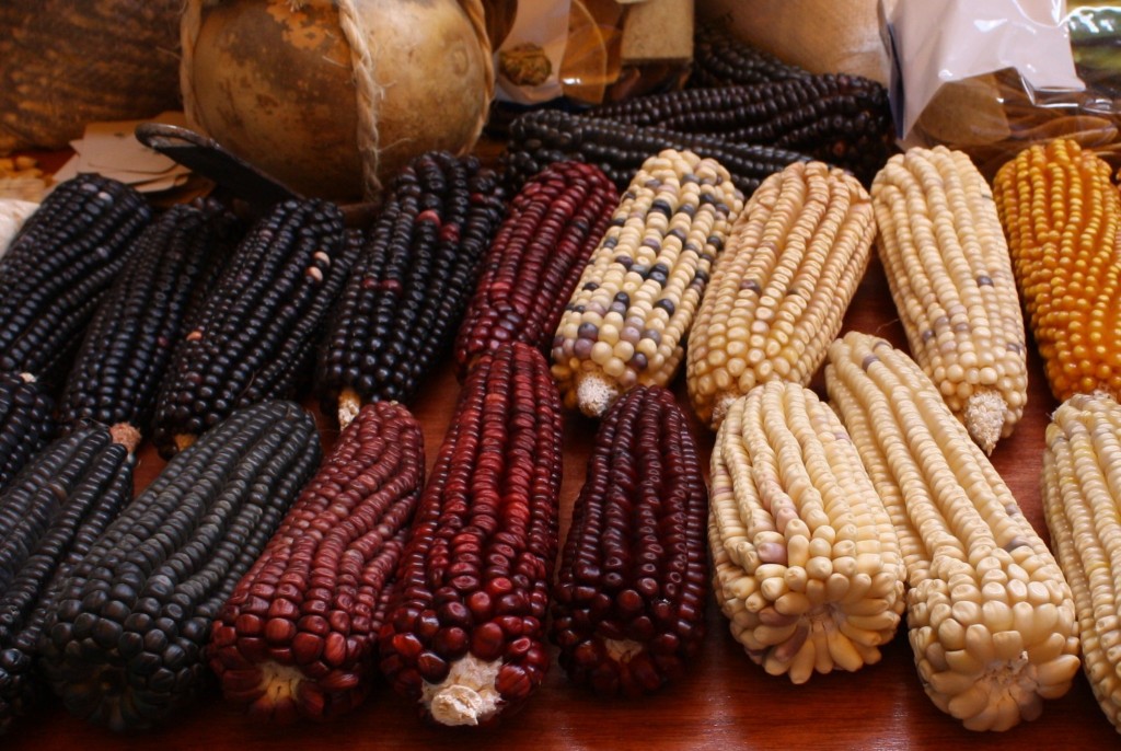 ESTÁN por realizar acciones para la conservación de maíz rojo y azul.