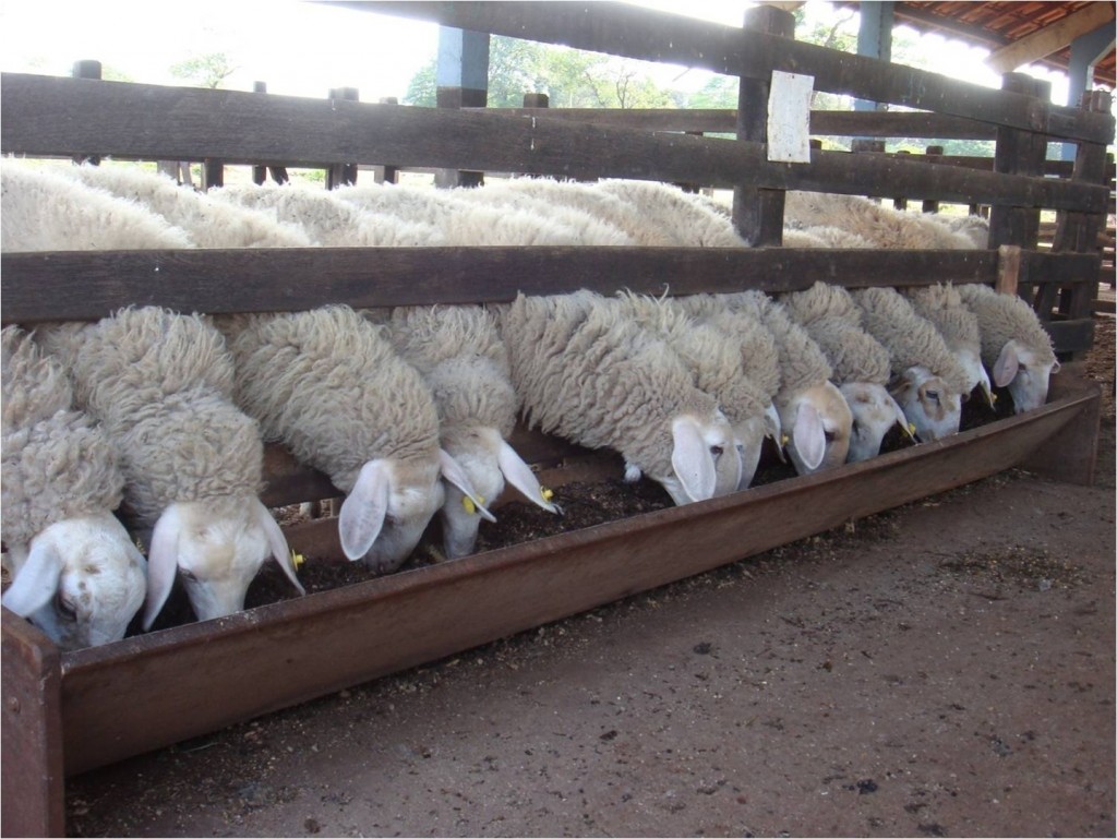 PRODUCTORES de ovinos en Quintana Roo exigen más apoyos económicos para esta actividad.