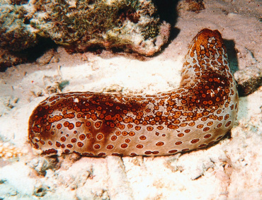 POR SOBREEXPLOTACIÓN, el pepino de mar está en riesgo de desaparecer.