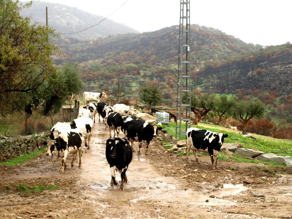 SE TEME que el ganado contraiga enfermedades por las lluvias.