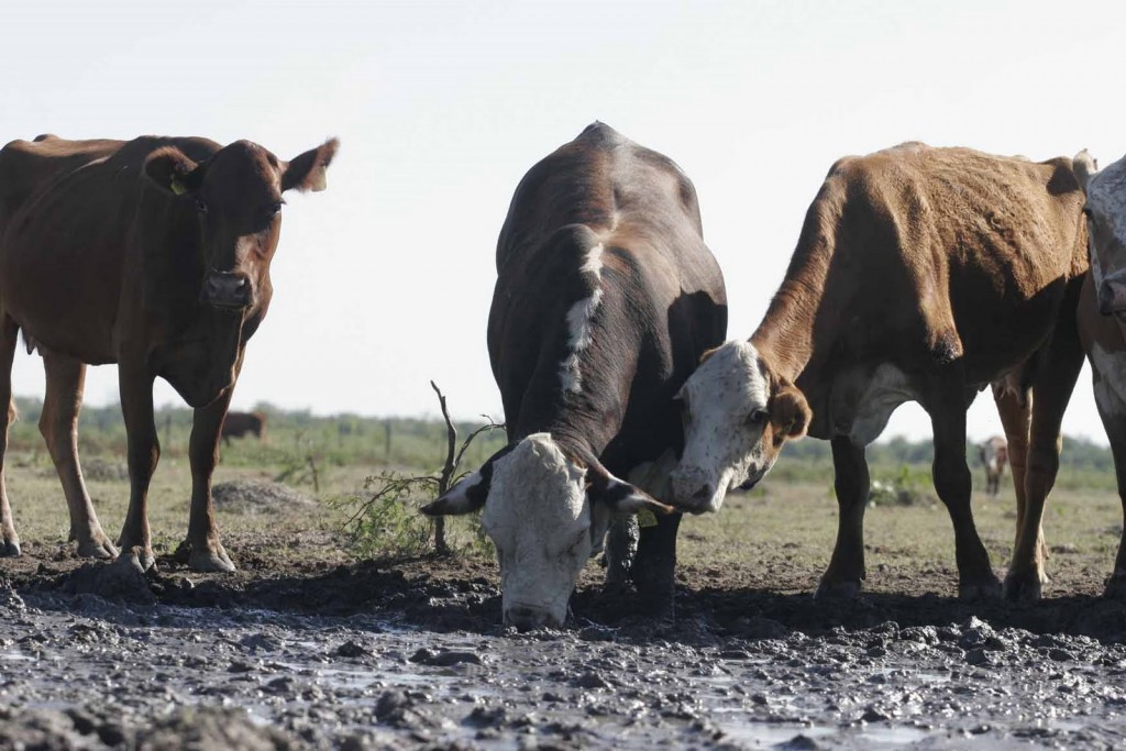 DEBIDO A la sequía, productores ya se preparan con suplementos alimenticios para que evitar que el ganado enflaque.
