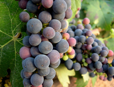 EN Querétaro se producen alrededor de 3 millones de botellas de vino de forma anual.