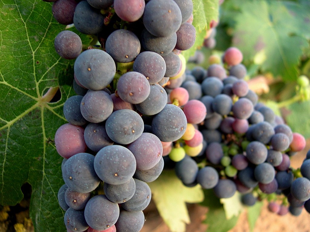 EN Querétaro se producen alrededor de 3 millones de botellas de vino de forma anual.