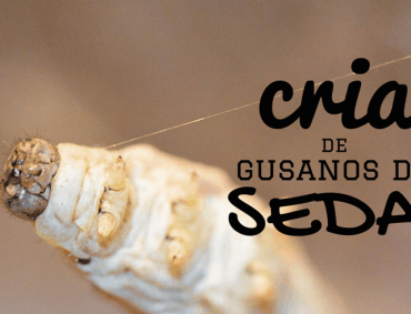 GUSANO DE SEDA