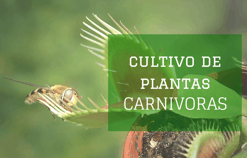 Cultivo de plantas carnivoras
